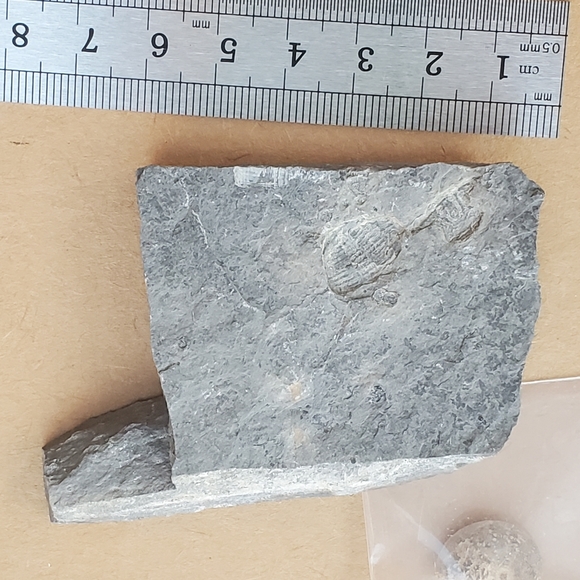 🦣FOSSILS FOR KIDS🦖 - Picture 10 of 14